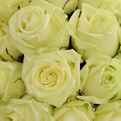 Kytice 15 bílých růží WHITE NAOMI