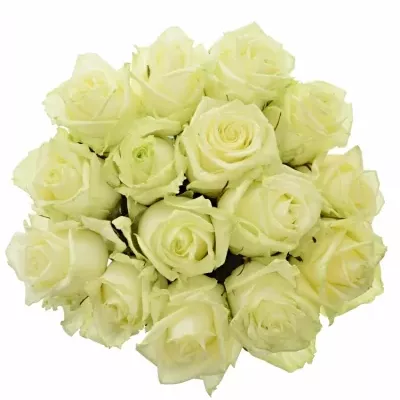 Kytice 15 bílých růží WHITE NAOMI