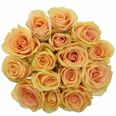 Jednodruhová kytice 15 oranžových růží ALCHEMY 50 cm