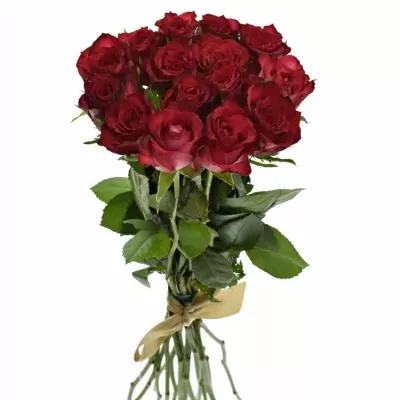 Kytice 15 červenofialových růží DARK LULU 50 cm