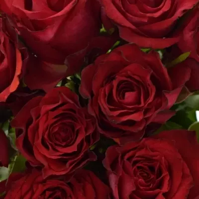 Kytice 15 červenofialových růží DARK LULU 50 cm