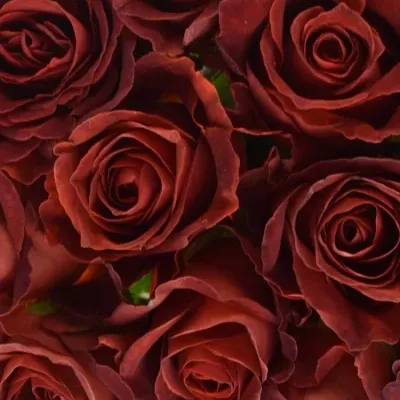 Kytice 15 červenohnědých růží CAFE DEL MAR