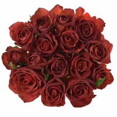 Kytice 15 červenohnědých růží CAFE DEL MAR 70cm