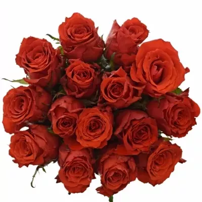 Jednodruhová kytice 15 červených růží BRIGHT TORCH 50 cm