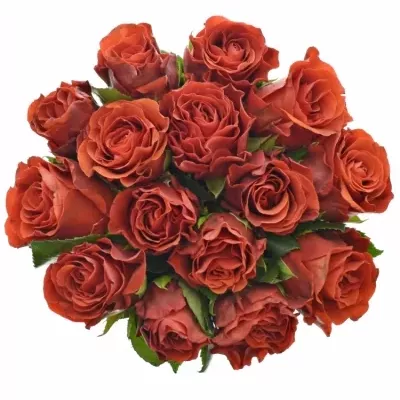 Kytice 15 červených růží EL TORO 30cm