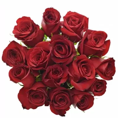 Kytice 15 červených růží FREEDOM 40cm