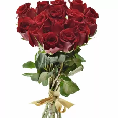 Kytice 15 červených růží FREEDOM 40cm