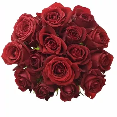 Kytice 15 červených růží FURIOSA 50cm