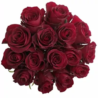 Kytice 15 červených růží NAZCA 50cm