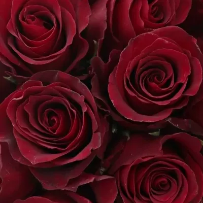 Kytice 15 červených růží NAZCA 35cm