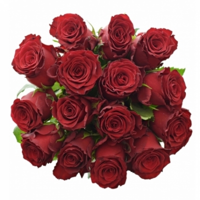 Jednodruhová kytice 15 červených růží RED BENTLEY 90 cm