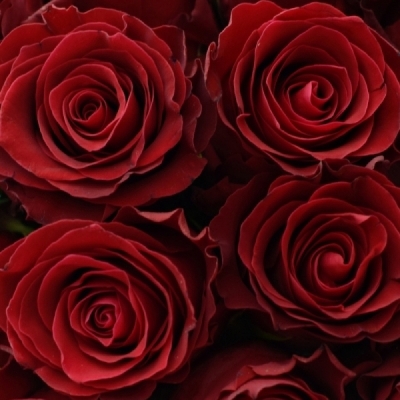 Kytice 15 červených růží RED BENTLEY