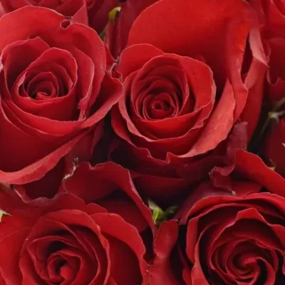 Kytice 15 červených růží RED CALYPSO 60cm
