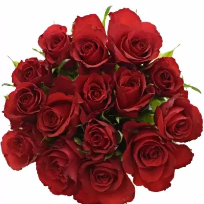 Kytice 15 červených růží RED CALYPSO 60cm