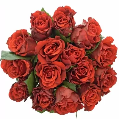 Kytice 15 červených růží RED CORVETTE 40cm