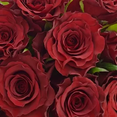 Kytice 15 červených růží RED DRAGON 50cm