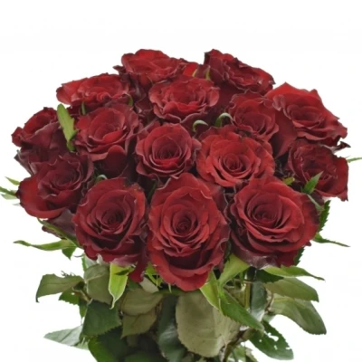 Kytice 15 červených růží RED MOUNTAIN