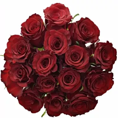 Kytica 15 červených ruží RED PARIS 50cm