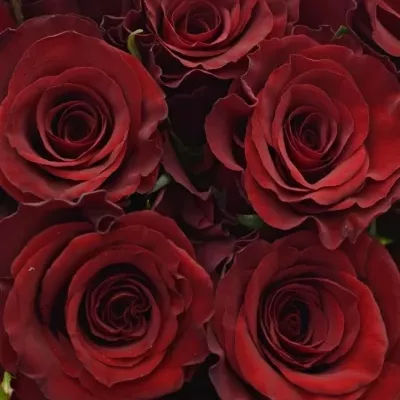 Kytice 15 červených růží RED PARIS 50cm