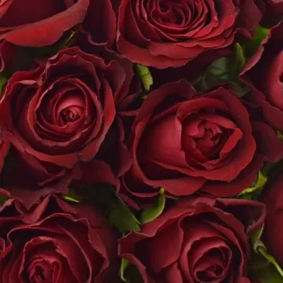 Kytice 15 červených růží SAMOURAI 60cm