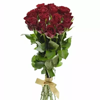 Kytice 15 červených růží SAMOURAI 60cm