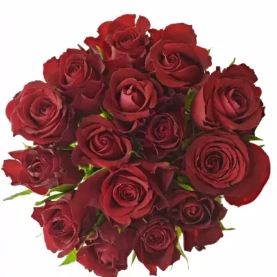 Kytice 15 červených růží SAMOURAI 60cm