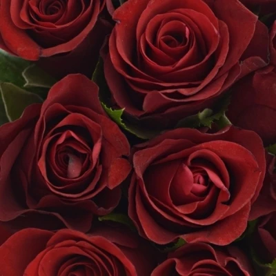 Kytice 15 červených růží SIMPLY RED