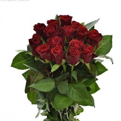 Kytice 15 červených růží SIMPLY RED