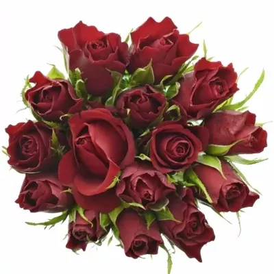 Kytice 15 červených růží VALENTINO 40cm