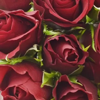 Kytice 15 červených růží VALENTINO