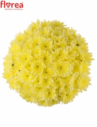 Kytice 15 žlutých plnokvětých chryzantém