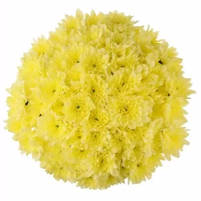 Kytice 15 žlutých plnokvětých chryzantém