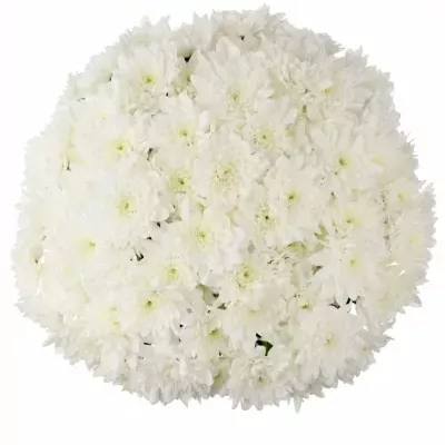 Kytice 15 bílých plnokvětých chryzantém 