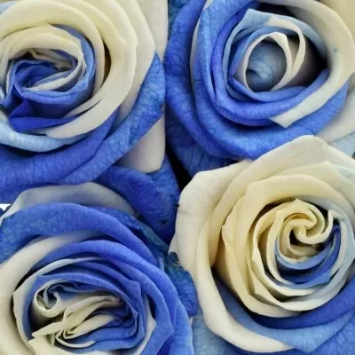 Kytice 15 duhových růží RAINBOW BLUEWHITE 50cm