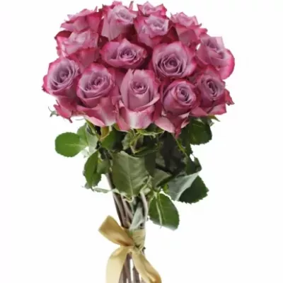 Kytice 15 fialových růží DEEP PURPLE 40cm