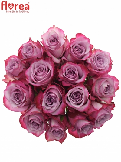 Kytice 15 fialových růží DEEP PURPLE 80cm