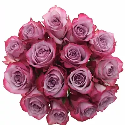 Kytice 15 fialových růží DEEP PURPLE 80cm