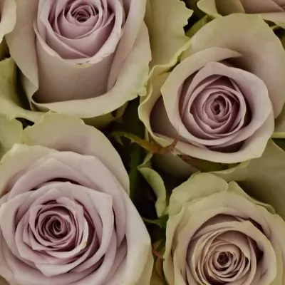 Kytice 15 fialových růží FIFTH AVENUE! 40cm