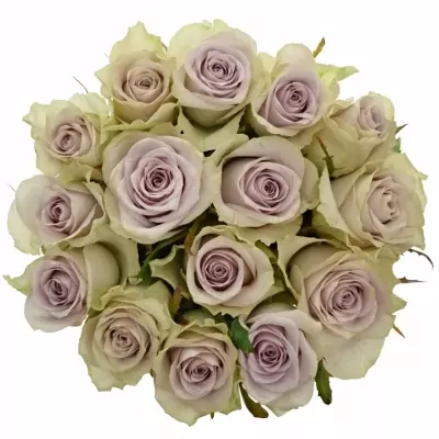 Kytice 15 fialových růží FIFTH AVENUE! 40cm