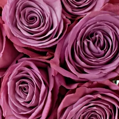Kytice 15 fialových růží MOODY BLUES 80cm
