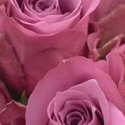 Kytice 15 fialových růží NEW ORLEANS 40cm
