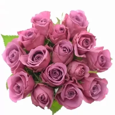 Jednodruhová kytice 15 fialových růží NEW ORLEANS 50 cm