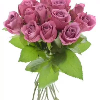 Kytice 15 fialových růží NEW ORLEANS 40cm