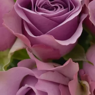 Kytice 15 fialových růží NIGHTINGALE 40cm