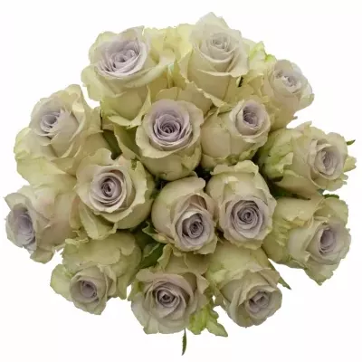 Kytica 15 fialových ruží RAIN DANCE! 70cm