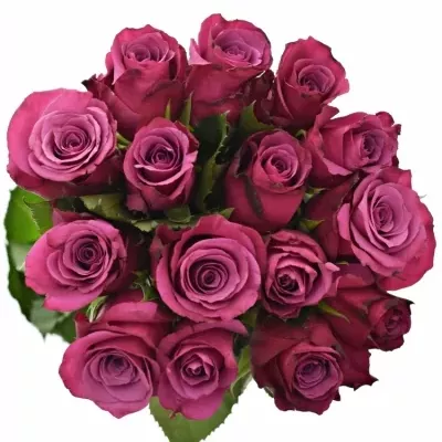 Kytice 15 fialových růží SHOGUN 70cm
