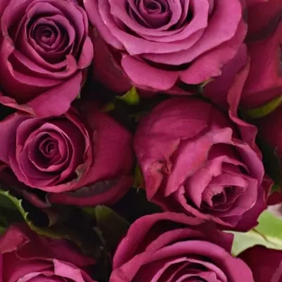 Kytice 15 fialových růží SHOGUN 40cm