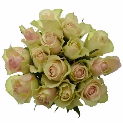 Kytice 15 krémovozelených růží LA BELLE 50cm