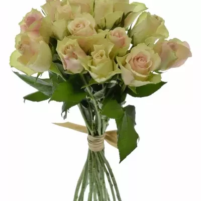 Kytice 15 krémovozelených růží LA BELLE 50cm
