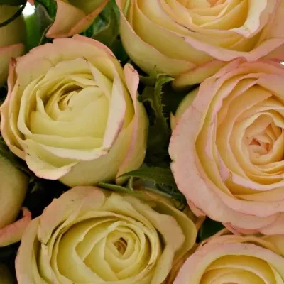 Kytice 15 krémových růží MARILYN 50cm